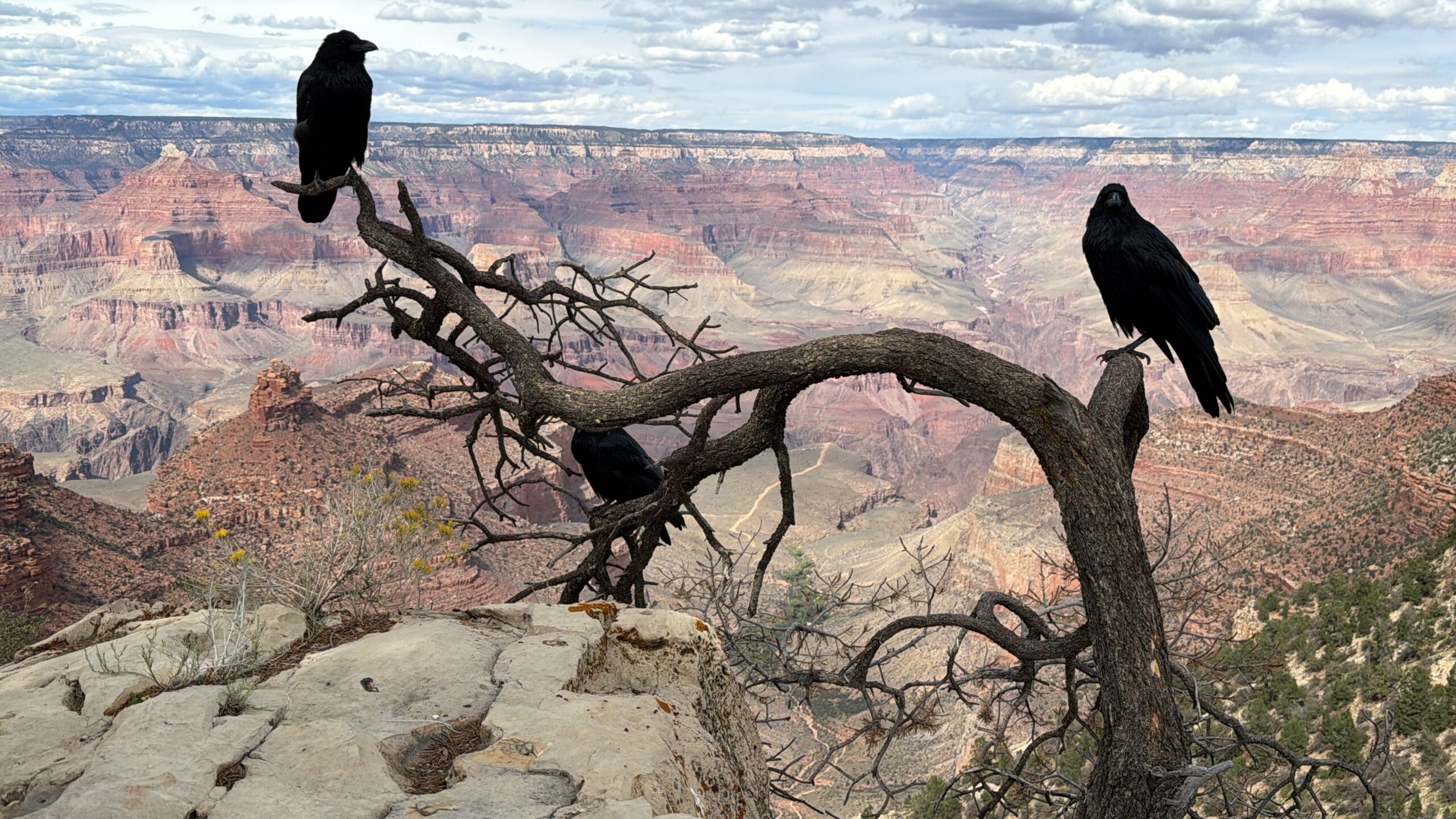 Ravens overlook the Grand Canyon.
